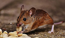 24 Hour & Emergency Exterminators in Rossburg, OH